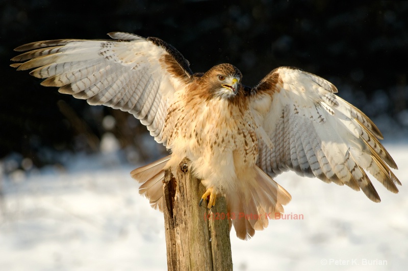 Hawk, Ontario, Canada