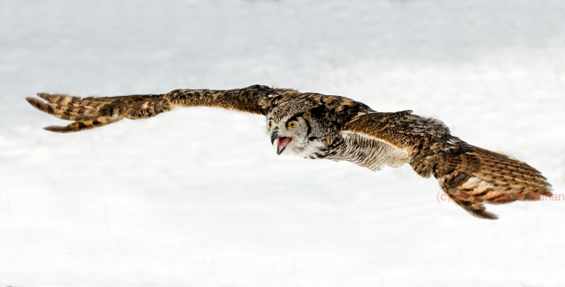 Owl in flight, Ontario, Canada