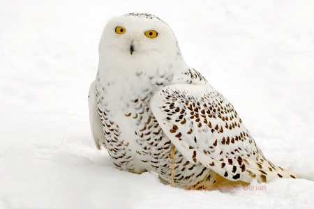 Snowy Owl, Ontario, Canada