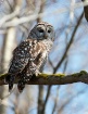 Whoooo U looking ...