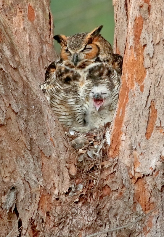 Great Horned Owl With Baby