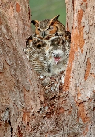 Great Horned Owl With Baby