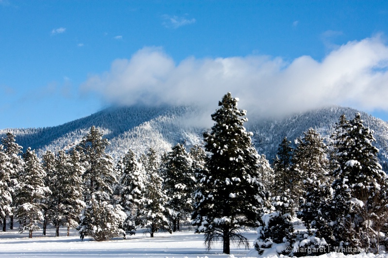 Day after the Snow Storm, Flagstaff AZ img 4271-1 - ID: 13674475 © Margaret Whittaker Reniker