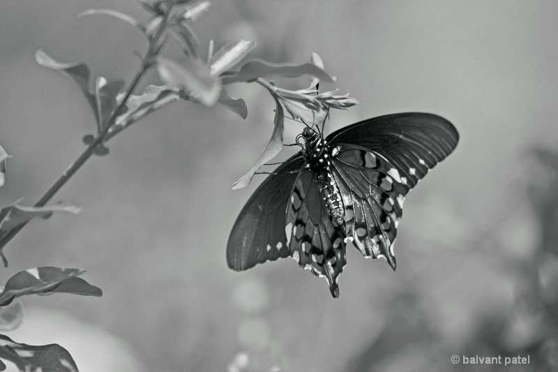 Swallowtail  Butterfly - JaxZoo - CS5 BW Default