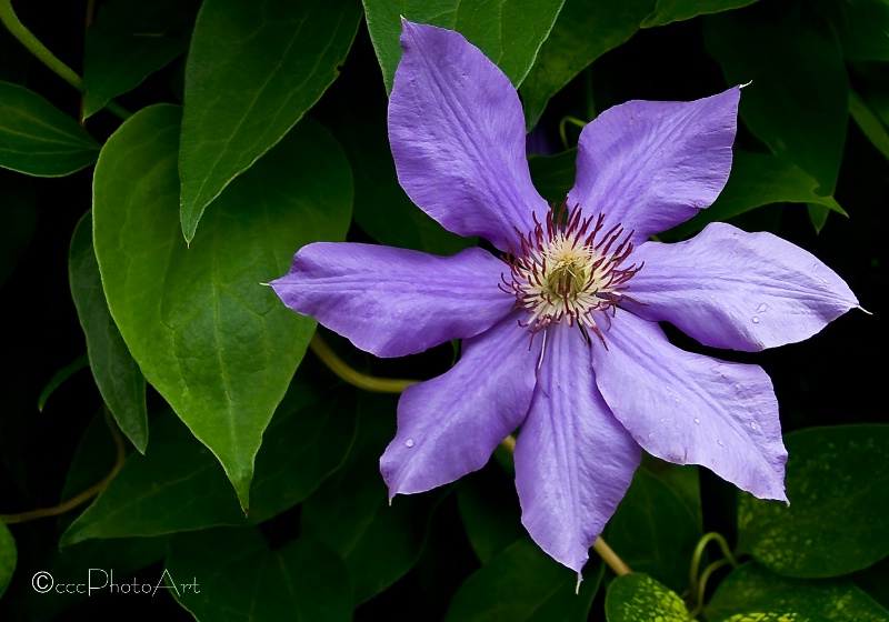 Pretty Petals