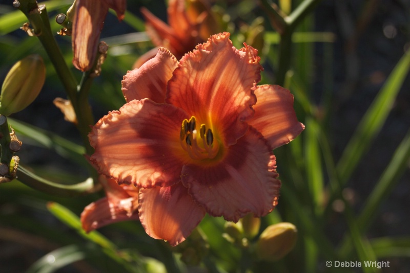 Morning flower - ID: 13675007 © deb Wright