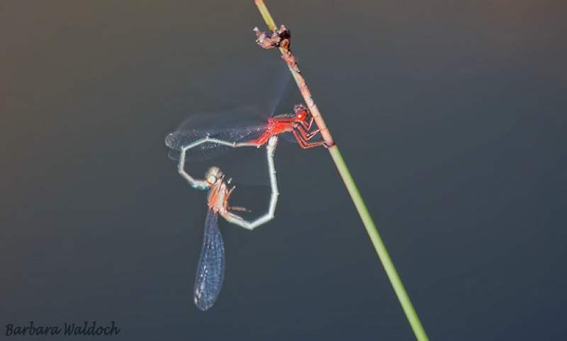 Dragonfly love 4