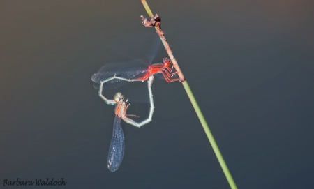 Dragonfly love 4