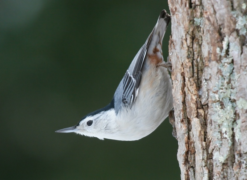 White-Breasted Nuthatch - Catalog #279