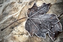 January 2013 Photo Contest 2nd Place Prize Winner