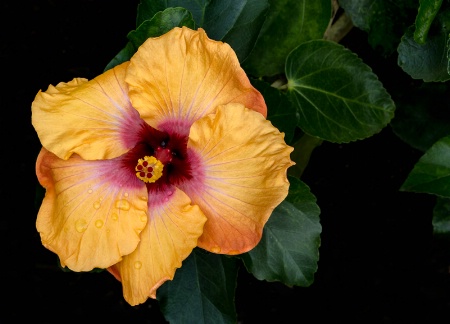 Hibiscus