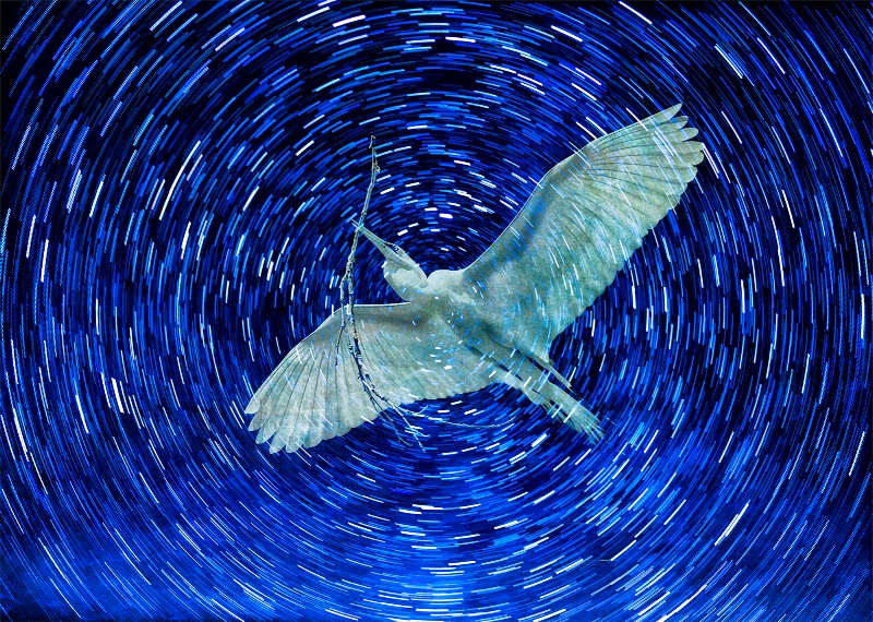 Great Egret Flying Through Vortex of Stars