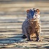 © Leslie J. Morris PhotoID # 13675761: Wild Mink