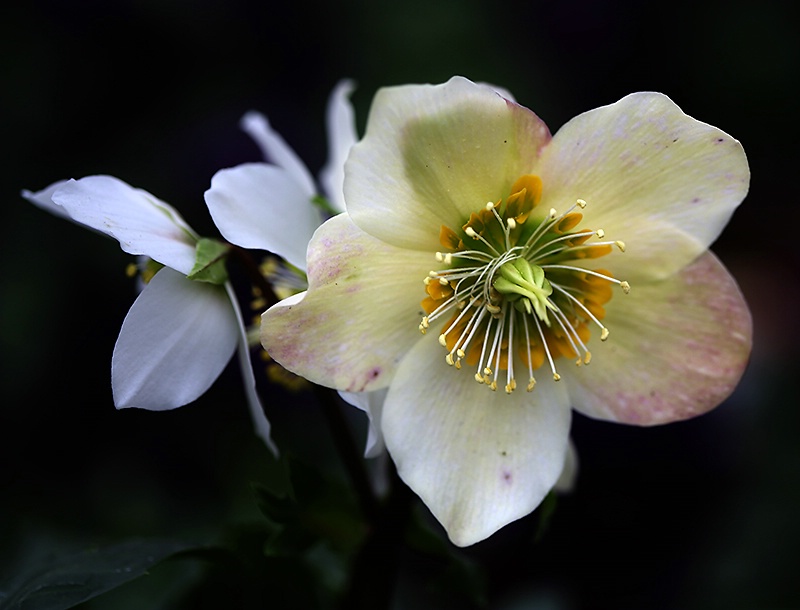 Lenten Rose