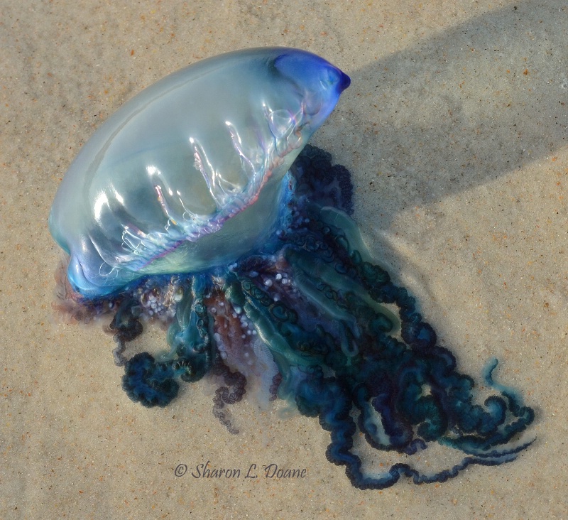 Portuguese Man O' War