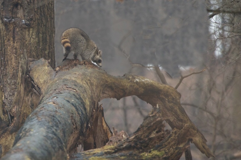 Raccoon in the Woods - ID: 13675944 © Kitty R. Kono