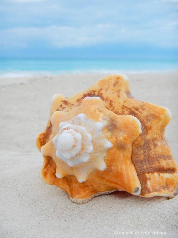 Shell In the Bahamas