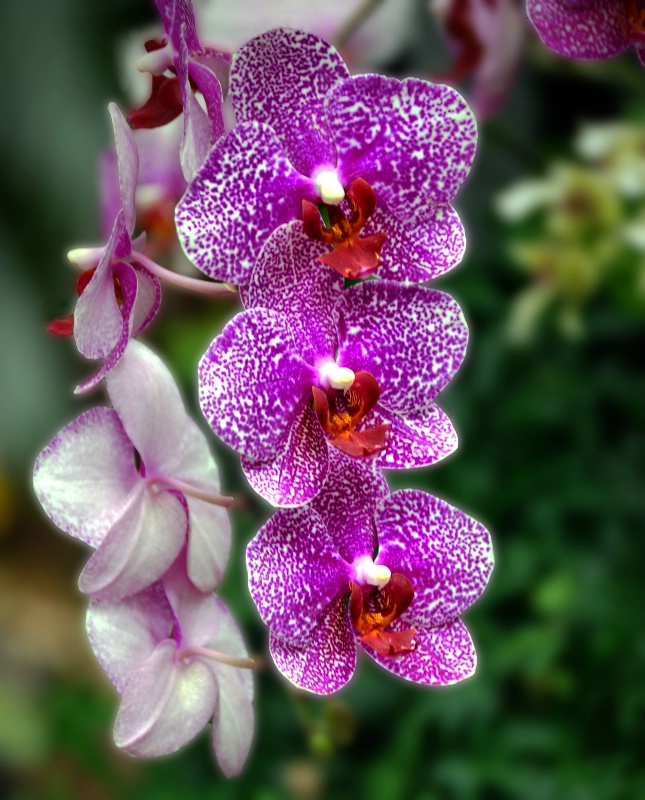 Leopard Orchid