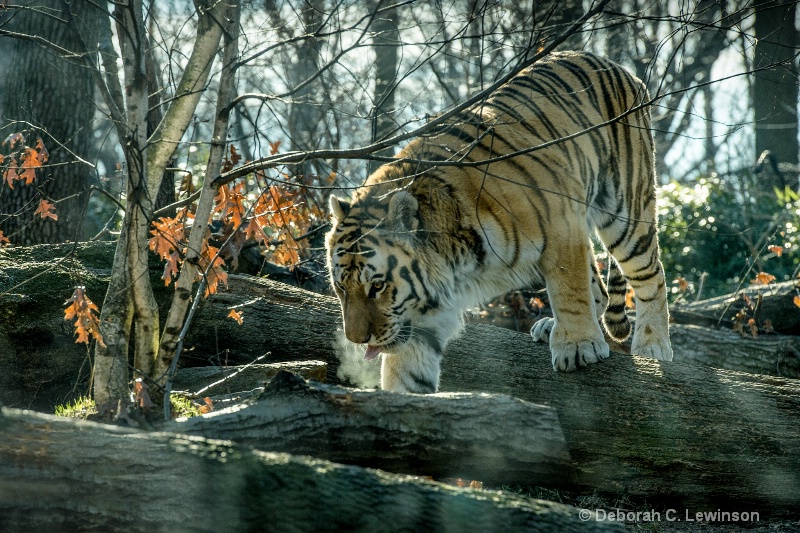 Amur Tiger - ID: 13676272 © Deborah C. Lewinson