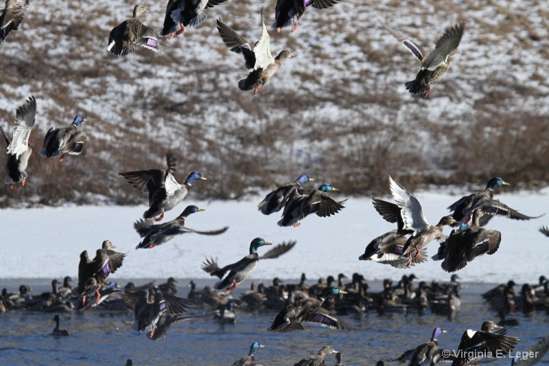 In flight