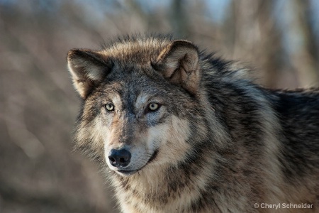 Wolf 1224