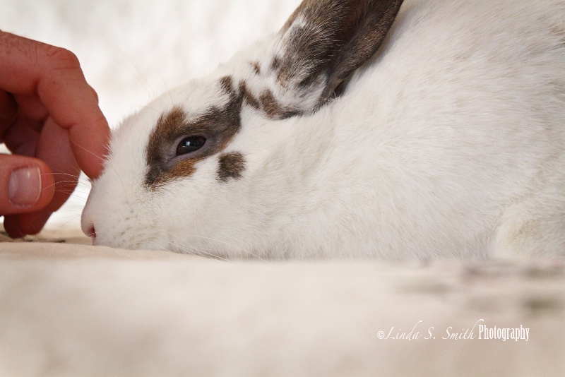 every "bunny" needs some lovin'