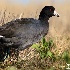 © Leslie J. Morris PhotoID # 13676866: American Coot Close-up