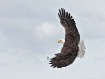 Banking Eagle