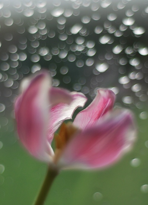 Grey skies, rain and jolly tulip 