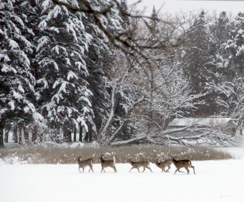 Winter Walk