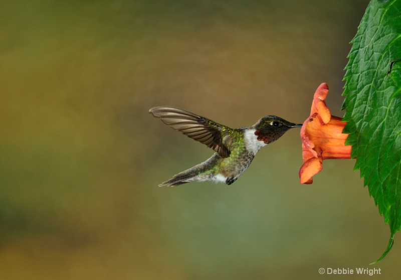 Hummingbird - ID: 13678392 © deb Wright