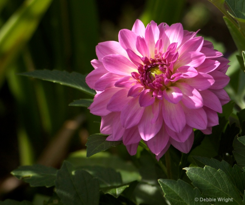 Morning Flower - ID: 13678393 © deb Wright