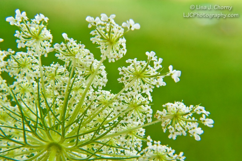 Queen Anne's Lace - cropped