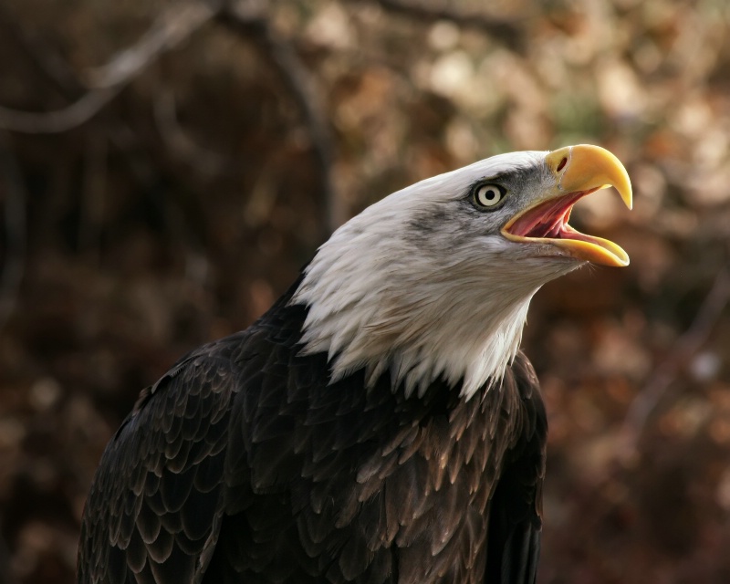 Screaming Eagle