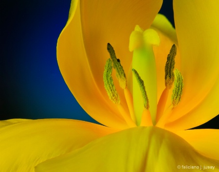 " Yellow Tulip"