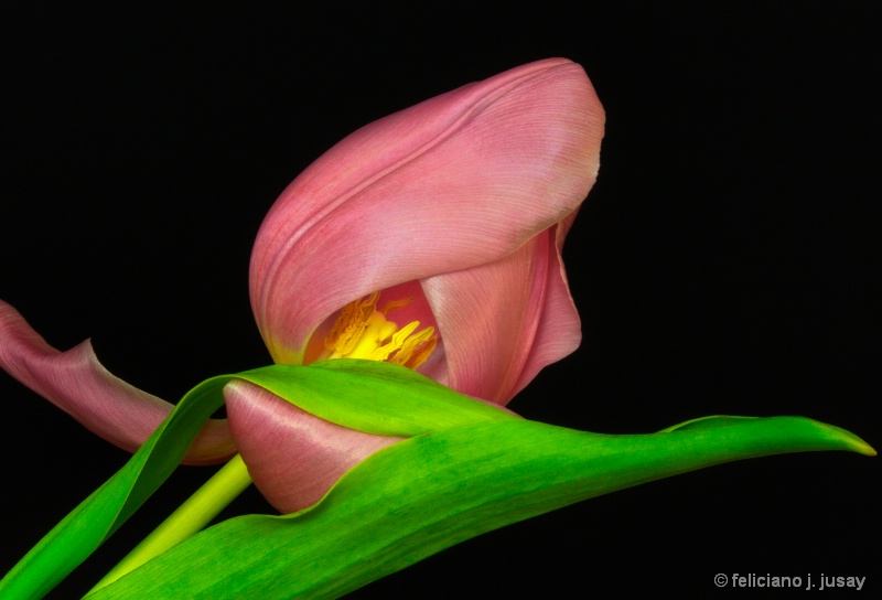 "Pink Tulip"
