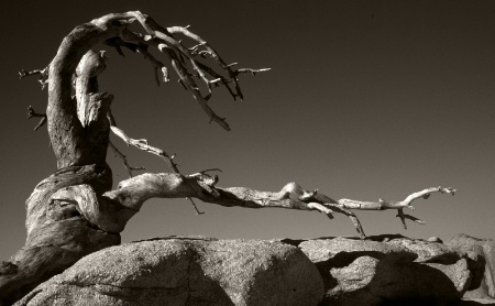 Jeffrey Pine, Sentinel Dome, Yosemite