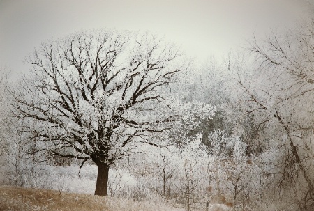 Oak Tree in the Pasture