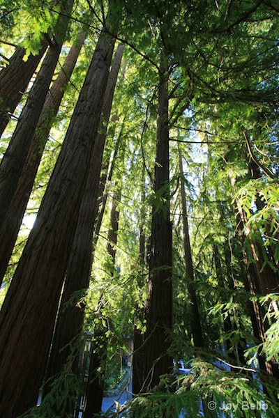 Majestic redwoods 2
