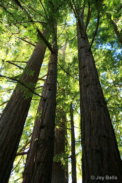Majestic redwoods 4