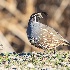 © Leslie J. Morris PhotoID # 13679962: California Quail