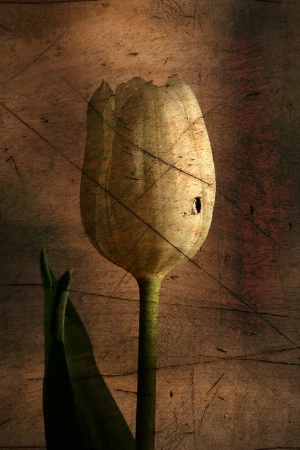 Weathered tulip