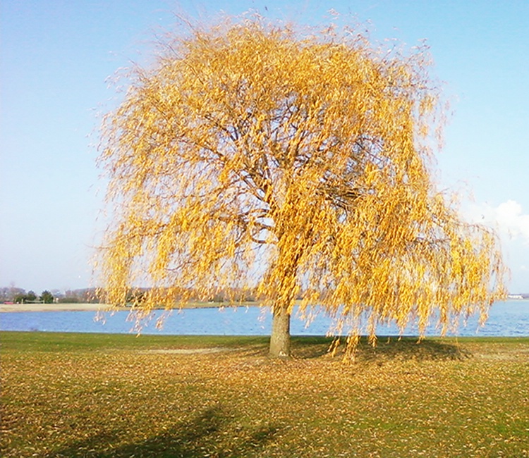 Yellow Tree Before Dec Contrast