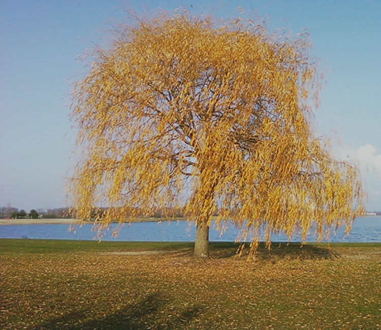 Yellow Tree After Dec Contrast