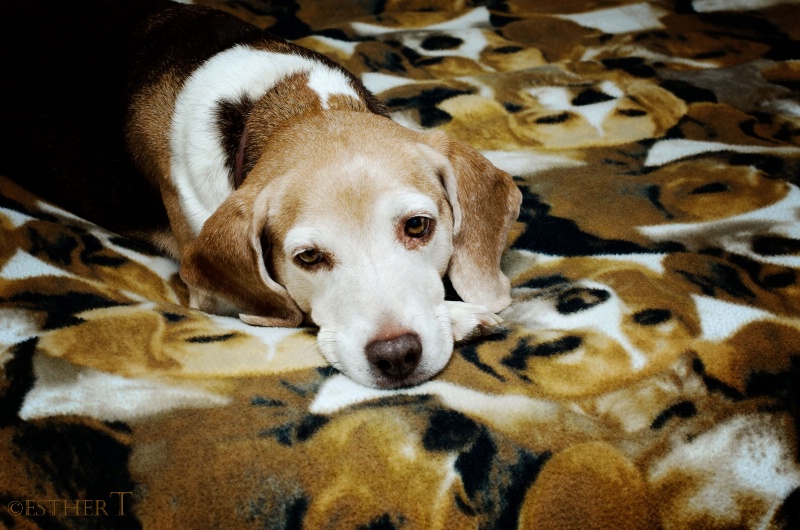 Beagle Camo