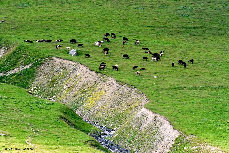 cows in a meadow georgia