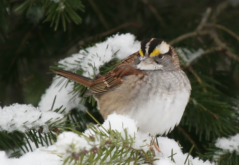 White-throated Sparrow - Catalog #273