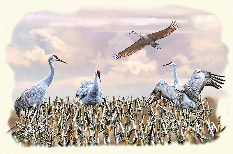 New Jersey Sandhill Cranes