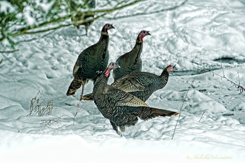 Winter Turkeys