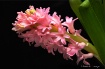 Pink  Hyacynth